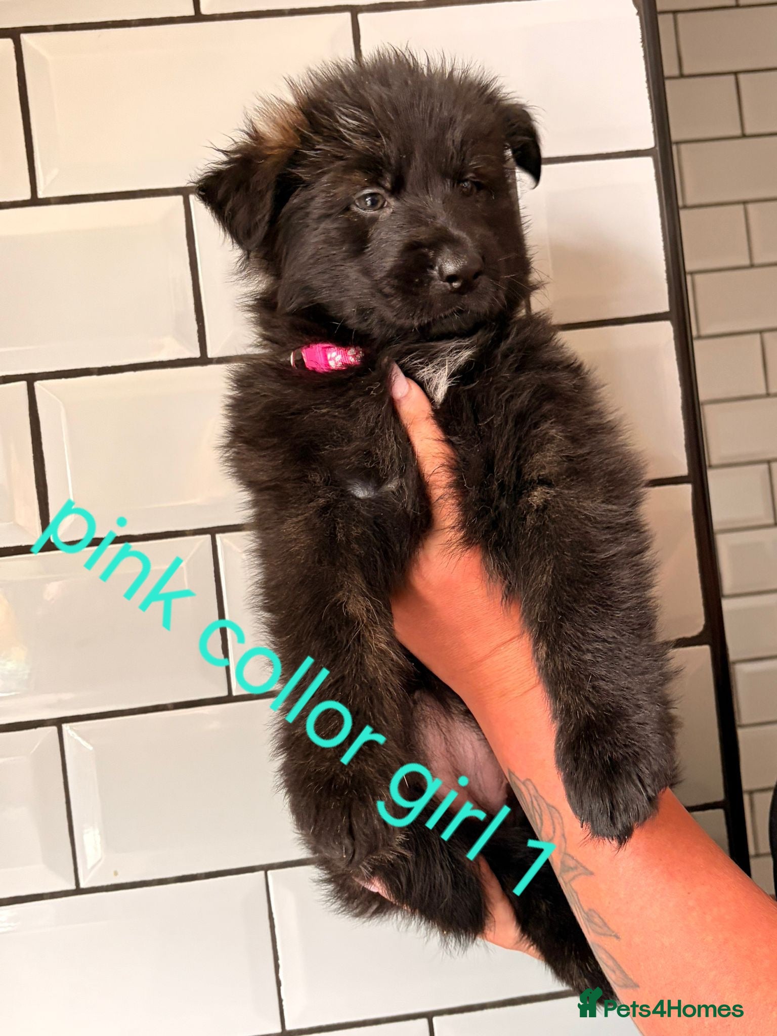 German Shepherd dogs German shepherd puppies for sale  - Advert 1