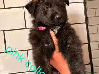 German Shepherd dogs German shepherd puppies for sale - Advert 1