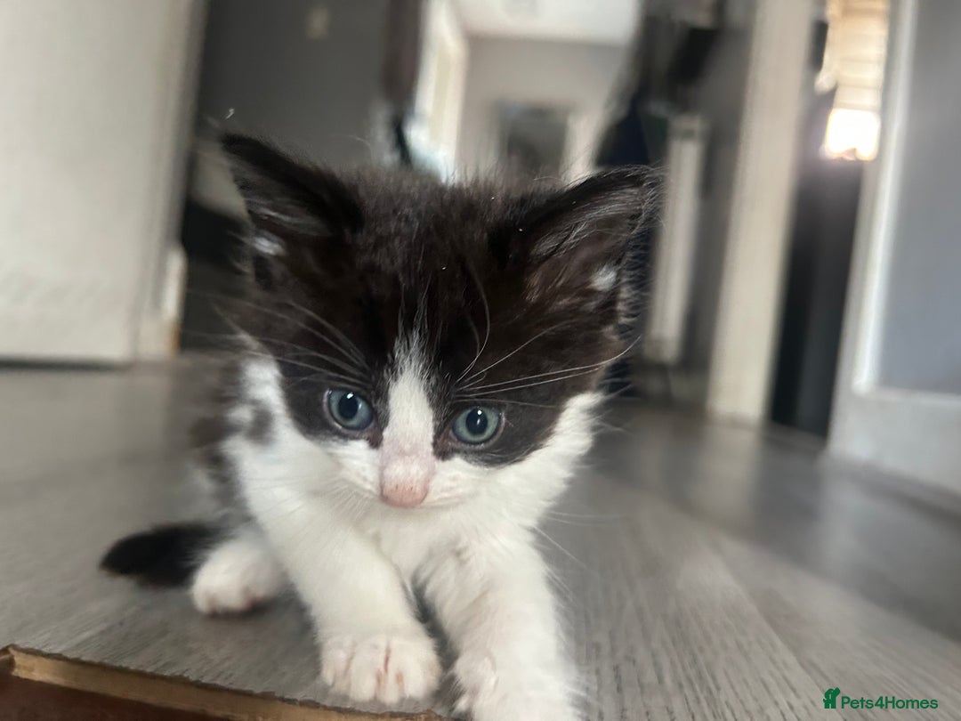 Maine Coon cats for sale: Kittens for sale  - Image 10