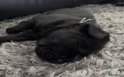 Labrador Retriever dogs for sale: Stunning litter of chunky black Labradors - Advert 17