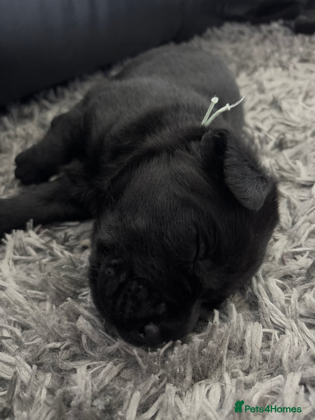 Labrador Retriever dogs for sale: Stunning litter of chunky black Labradors - Advert 17