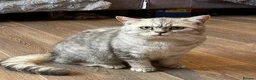 British Shorthair cats for sale: Young silver adult  - Advert 2