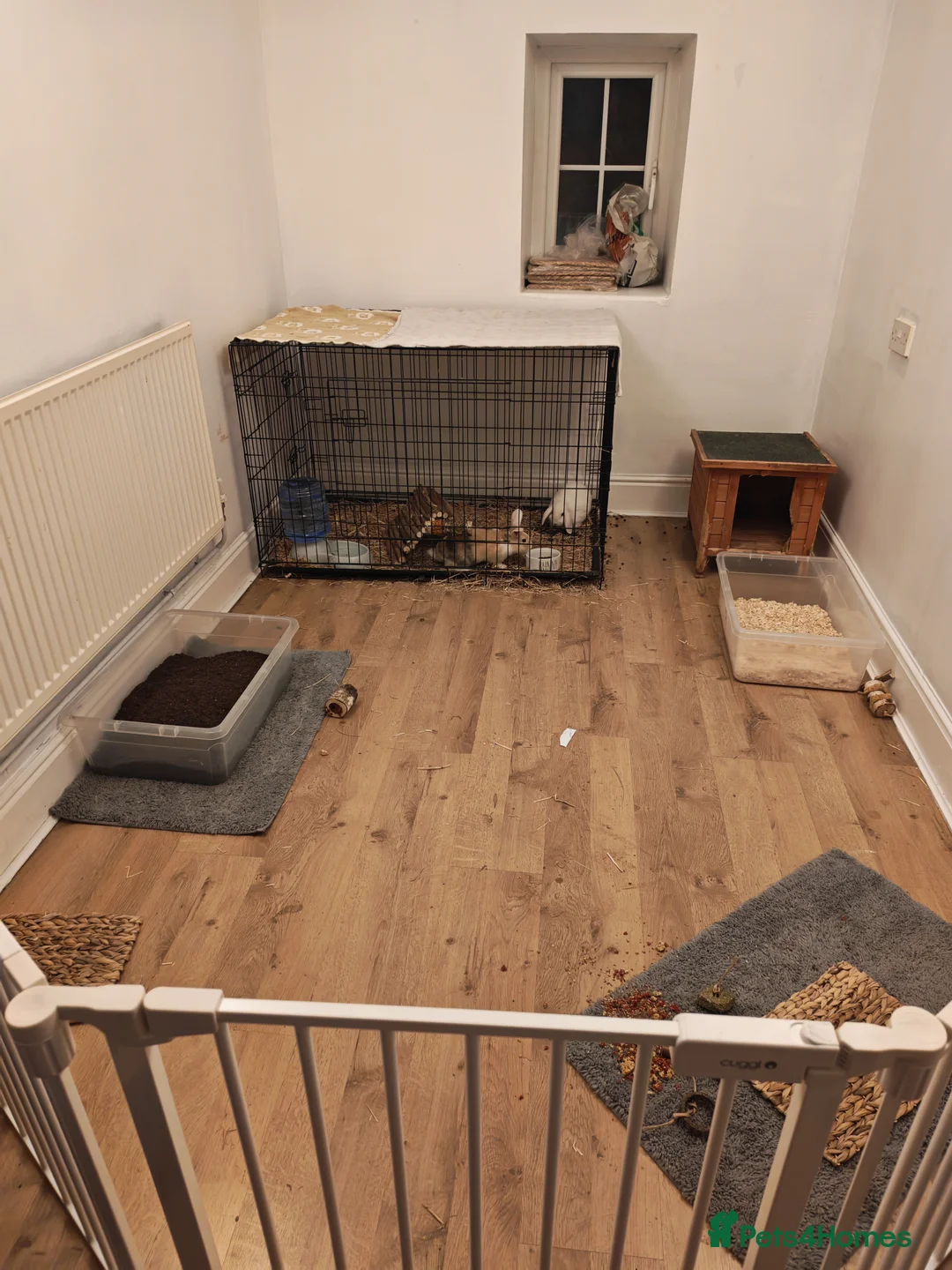 Mixed Breed rabbits for sale: Baby bunny for sale in Llandudno - Advert 2