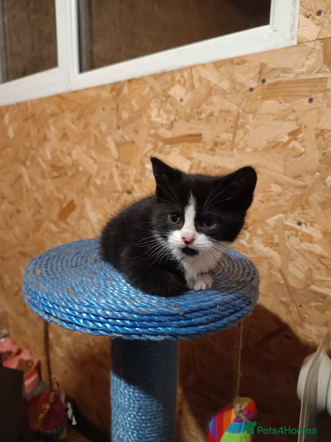 Mixed Breed cats for sale: Cats ready to find a new owner. - Advert 7