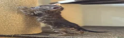Bengal cats for sale: Gorgeous Health Tested Bengal Kittens  - Advert 22