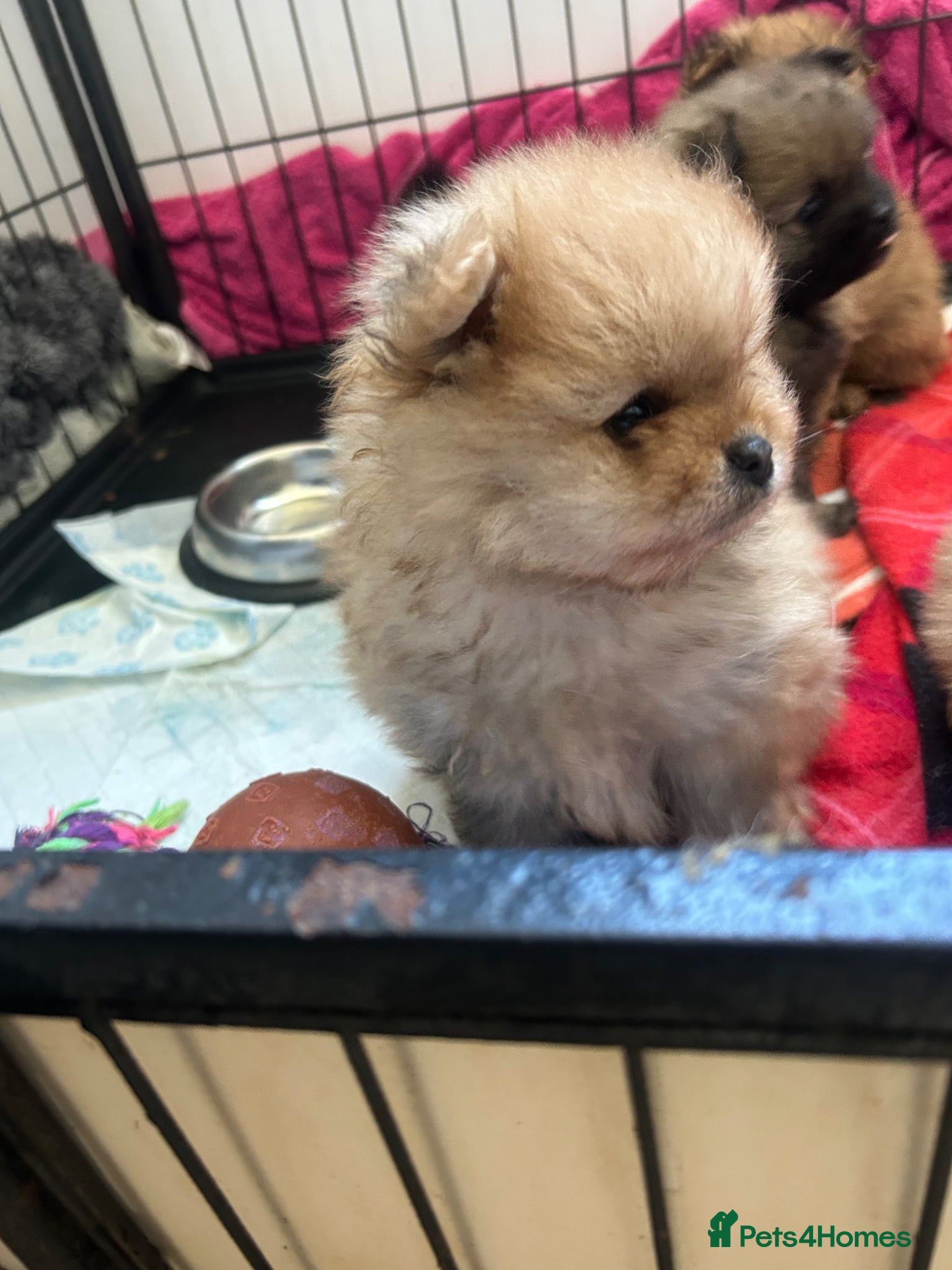 Pomeranian dogs kc reg top quality teddy Pomeranian pups  - Advert 2