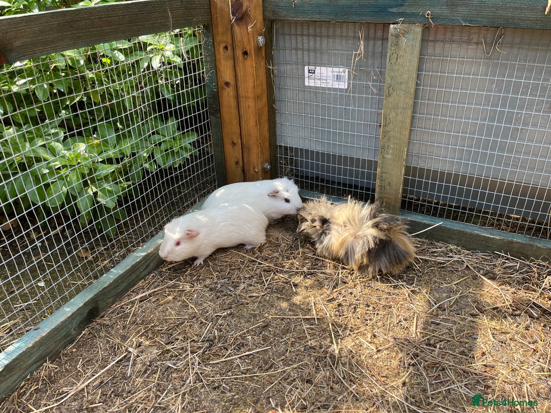 Guinea Pig rodents for sale: beautiful male guinea pigs - Image 3