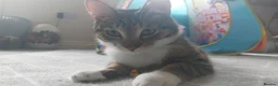 Domestic Shorthair cats for sale: Ozzy male neutered cat  - Advert 6