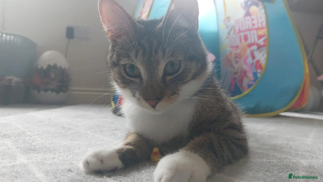 Domestic Shorthair cats for sale: Ozzy male neutered cat  - Advert 6
