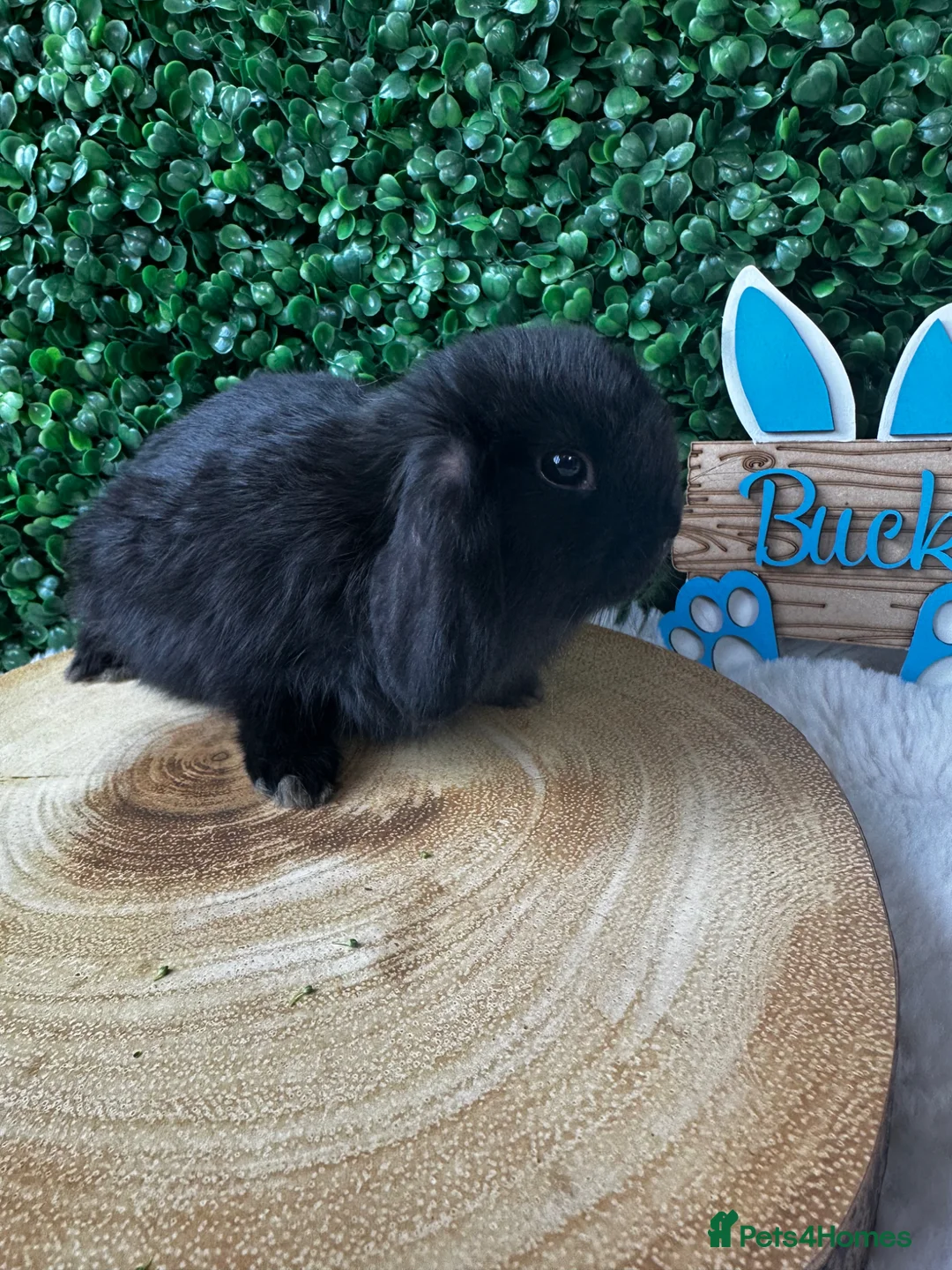 Mini Lop rabbits for sale: Mini Lops Rabbits Ready to leave 9.06.26 - Advert 12