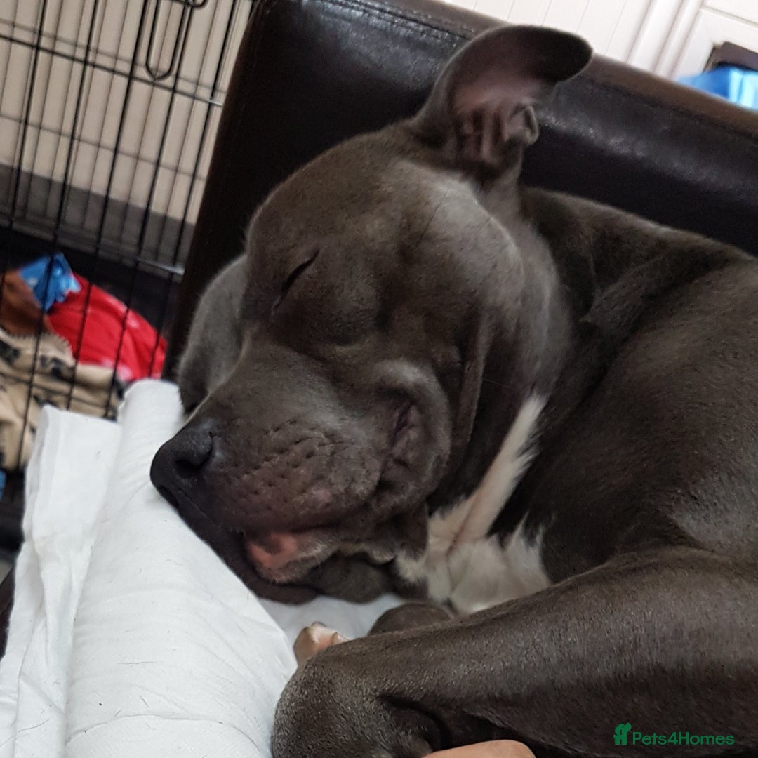 Staffordshire Bull Terrier dogs for sale: Staffordshire bull terrier  - Advert 4