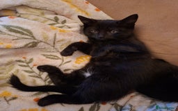 Mixed Breed cats for sale: Female black kitten looking for her forever home - Image 4
