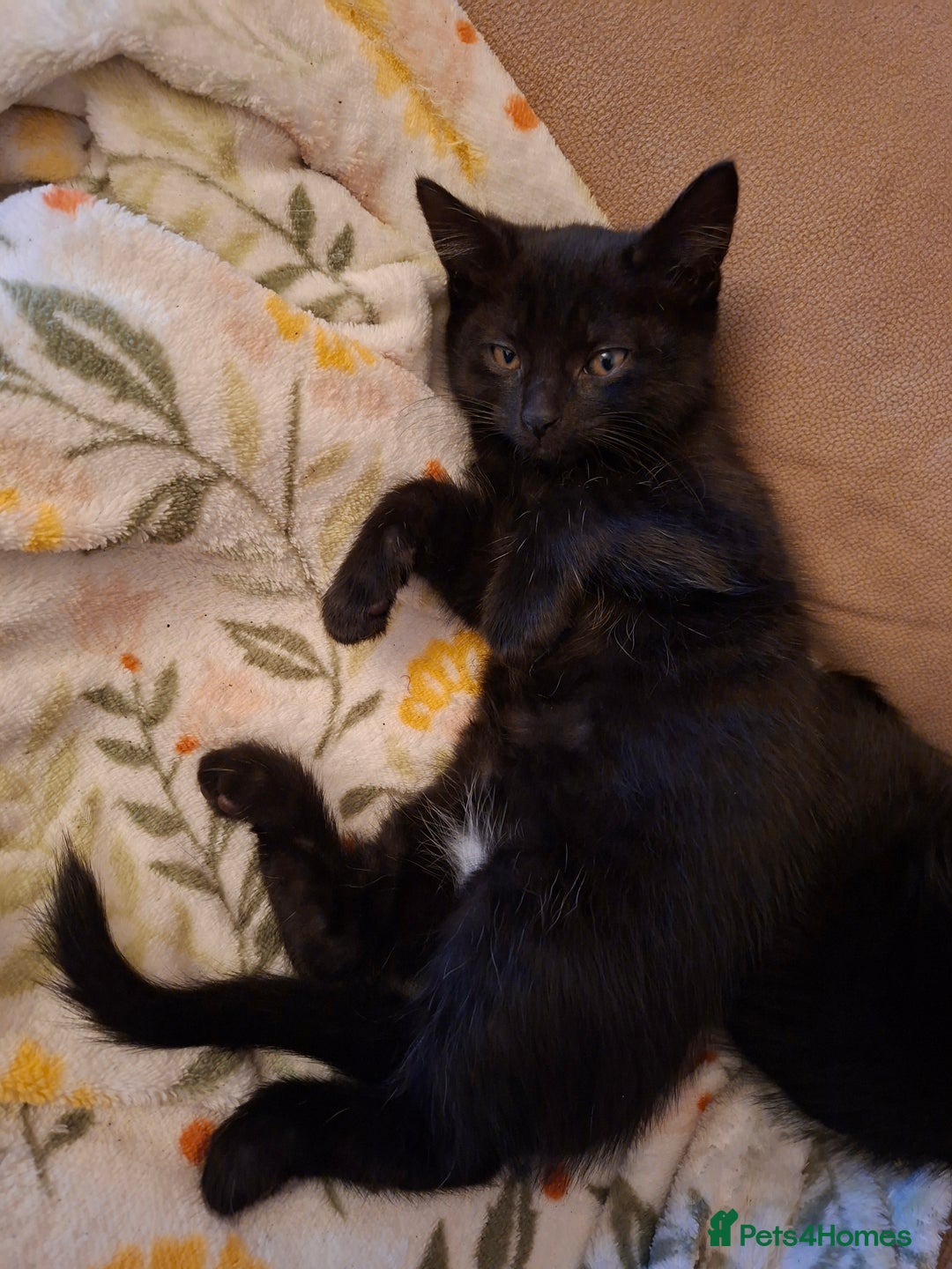 Mixed Breed cats for sale: Female black kitten looking for her forever home - Image 4