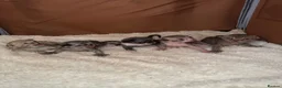 Devon Rex cats for sale: 2026 Devon Rex litters  - Advert 14