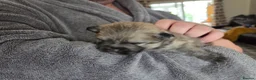 Pomchi dogs for sale: pomchi puppies for sale - Advert 25