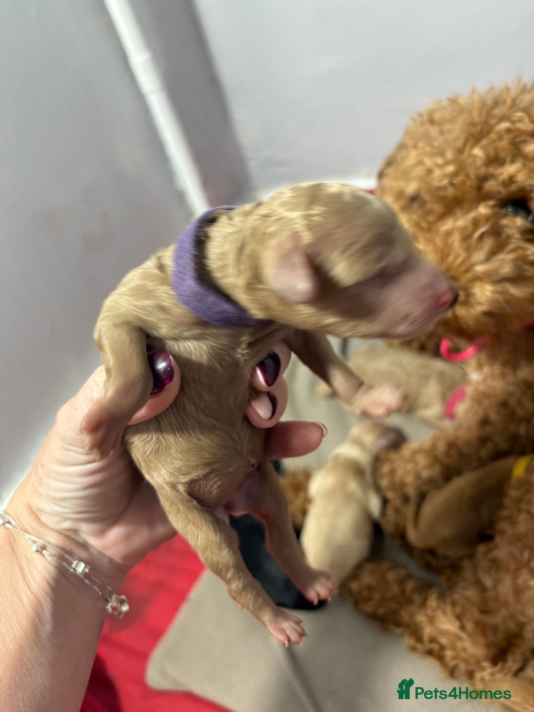 Cavapoochon dogs for sale: Cavapoochon  - Image 14