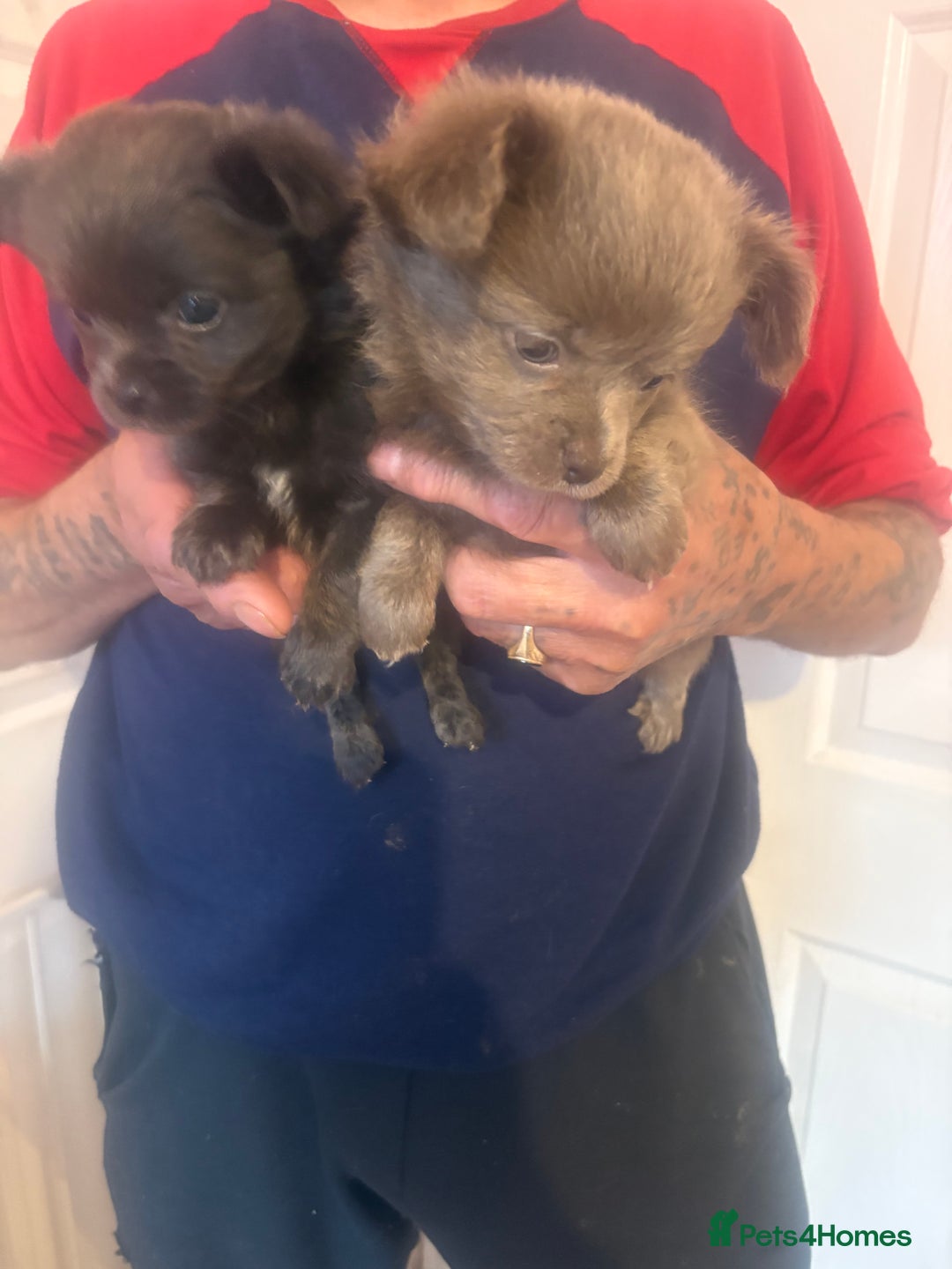 Chihuahua dogs for sale: Pedigree chihuahua puppies last 2 boys  - Image 1