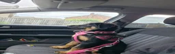 Mixed Breed dogs for sale: Rottie x puppy for sale  in Louth - Advert 6