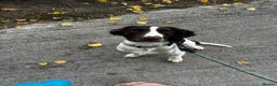 English Springer Spaniel dogs for sale: Male springer spaniel  - Advert 1