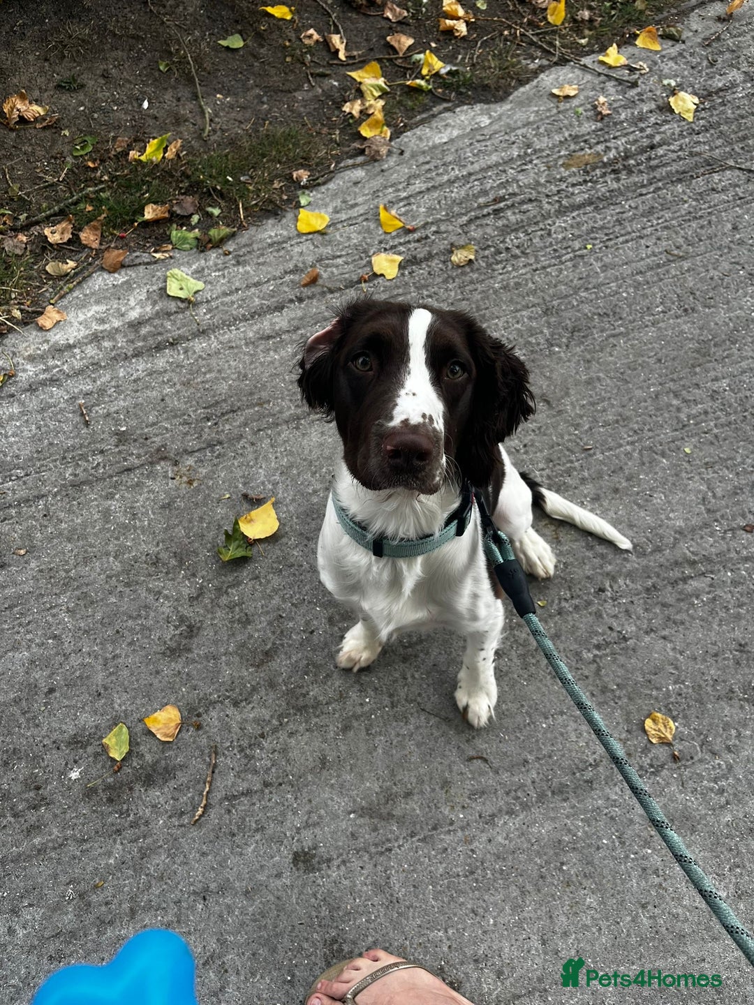 English Springer Spaniel dogs for sale: Male springer spaniel  - Advert 1
