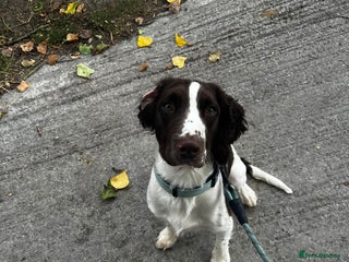 English Springer Spaniel dogs Male springer spaniel - Advert 1