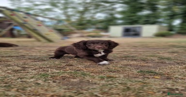 Cocker Spaniel dogs - Advert 2