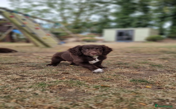 Cocker Spaniel dogs - Advert 3