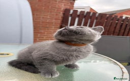 British Shorthair cats for sale: British shorthair kittens  - Image 13