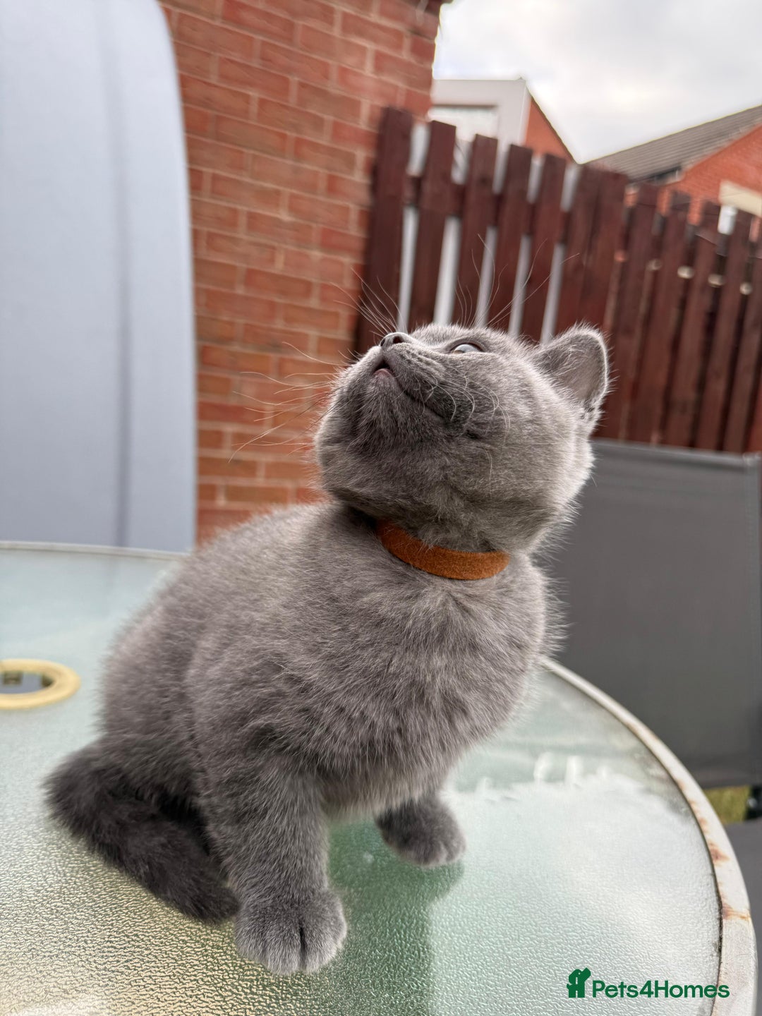 British Shorthair cats for sale: British shorthair kittens  - Image 13