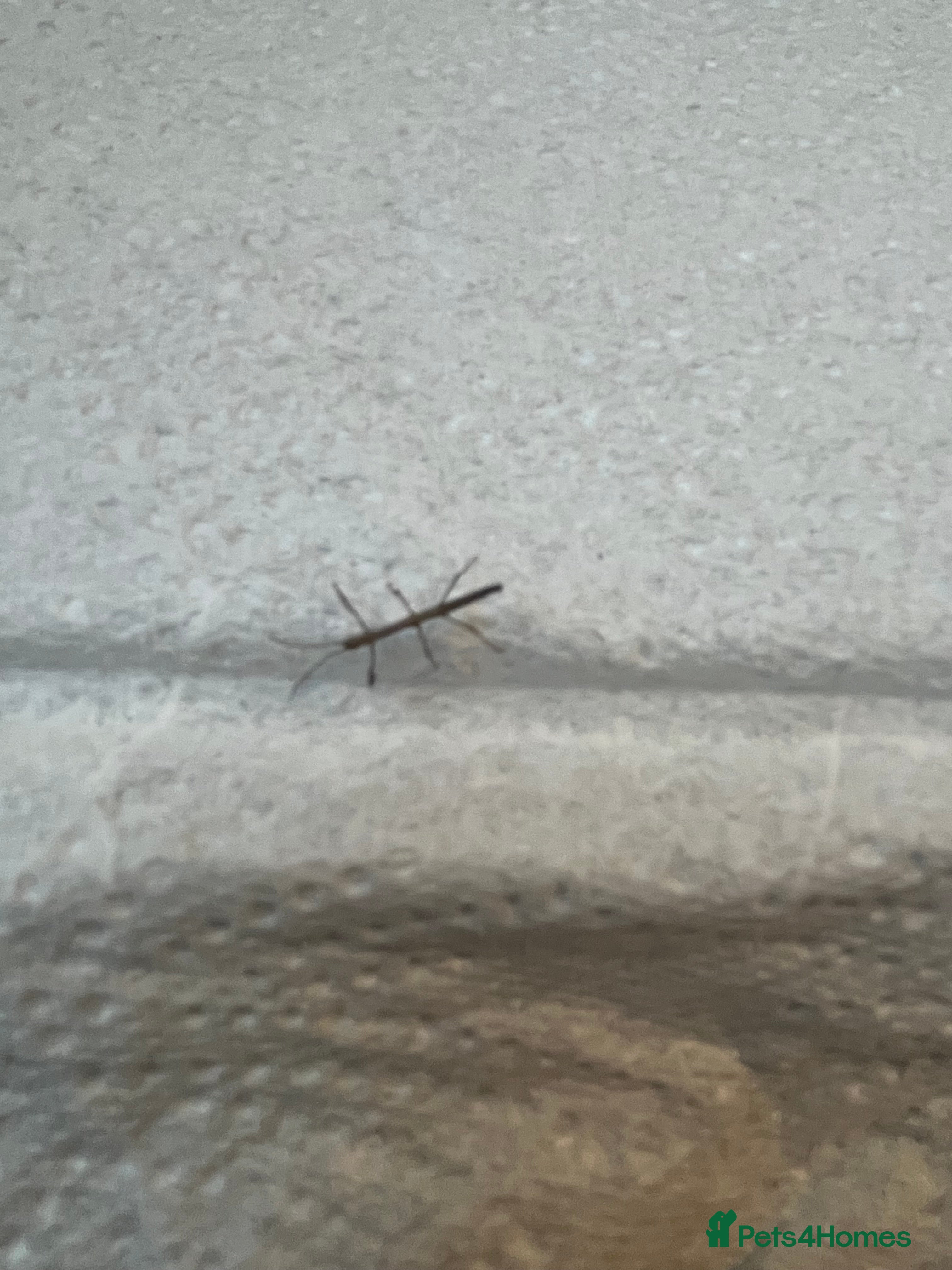 Stick Insects invertebrates Indian Stick Insect Nymphs - Advert 1