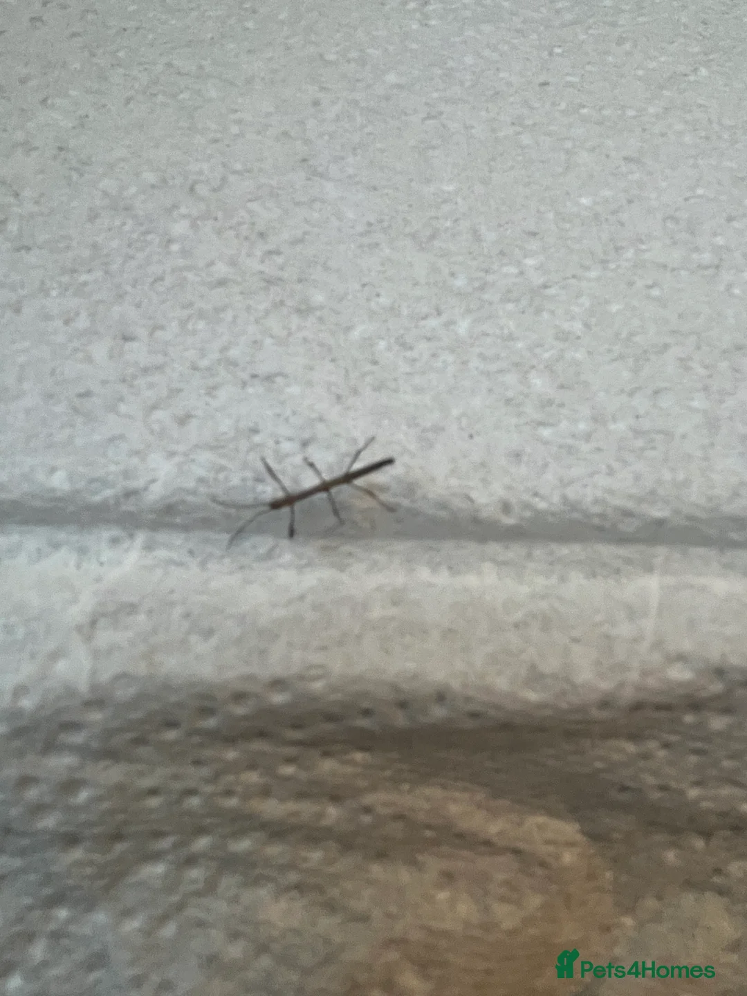 Stick Insects invertebrates for sale: Indian Stick Insect Nymphs - Advert 1