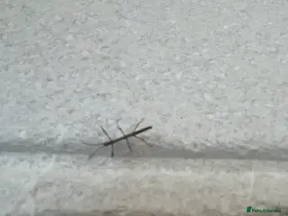 Stick Insects invertebrates Indian Stick Insect Nymphs - Advert 1