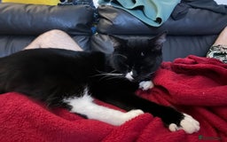 Mixed Breed cats for sale: Maine Coon mix boy - Image 8