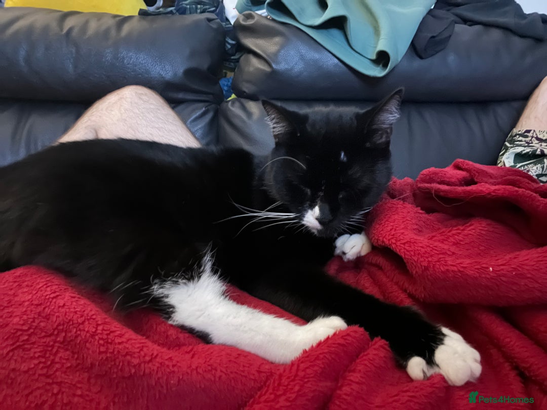 Mixed Breed cats for sale: Maine Coon mix boy - Image 8