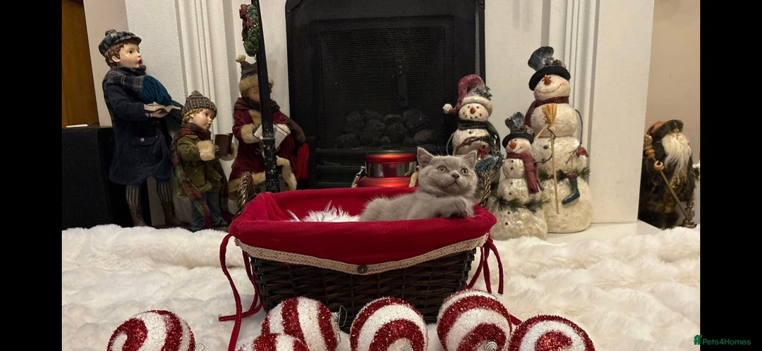 British Shorthair cats for sale: British shorthair kittens for sale ready* **  Eve* - Advert 13