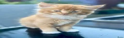 Mixed Breed cats for sale: Kittens Looking for Loving Homes - Advert 7