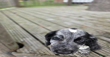 Cocker Spaniel dogs - Advert 10