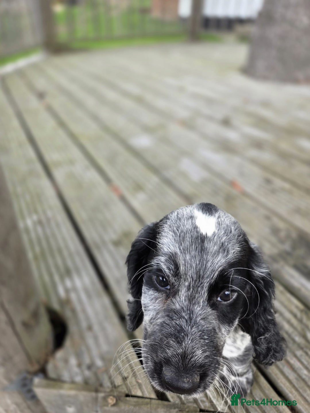 Cocker Spaniel dogs for sale: Cocker spaniel pups looking for there forever home - Image 2