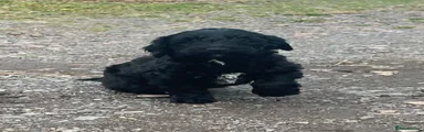 Jackapoo 3