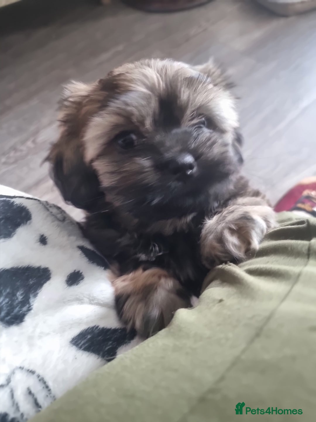 Shih Tzu dogs for sale: Shihtzu pupies. - Advert 12