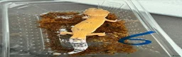 Leopard Gecko reptiles for sale: Leopard geckos - Advert 6