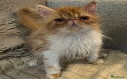 Exotic cats for sale: SHOW QUALITY EXOTIC KITTENS  - Advert 3