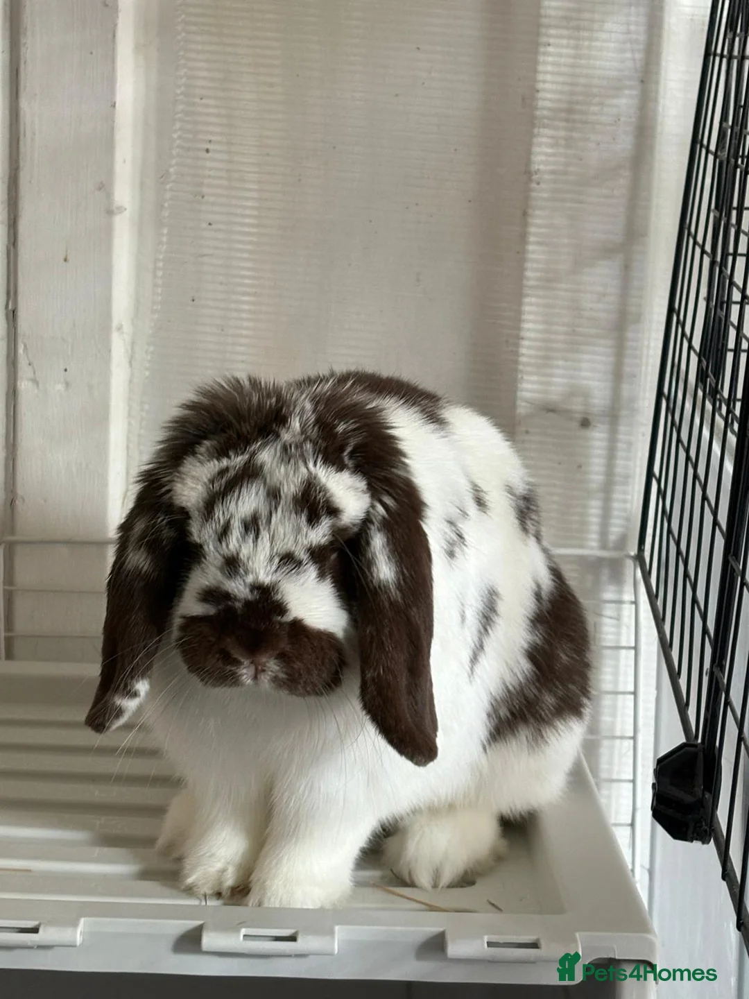 Mini Lop rabbits for sale: Eddie Mini Lop Rabbit (6 years old ) male  - Advert 3