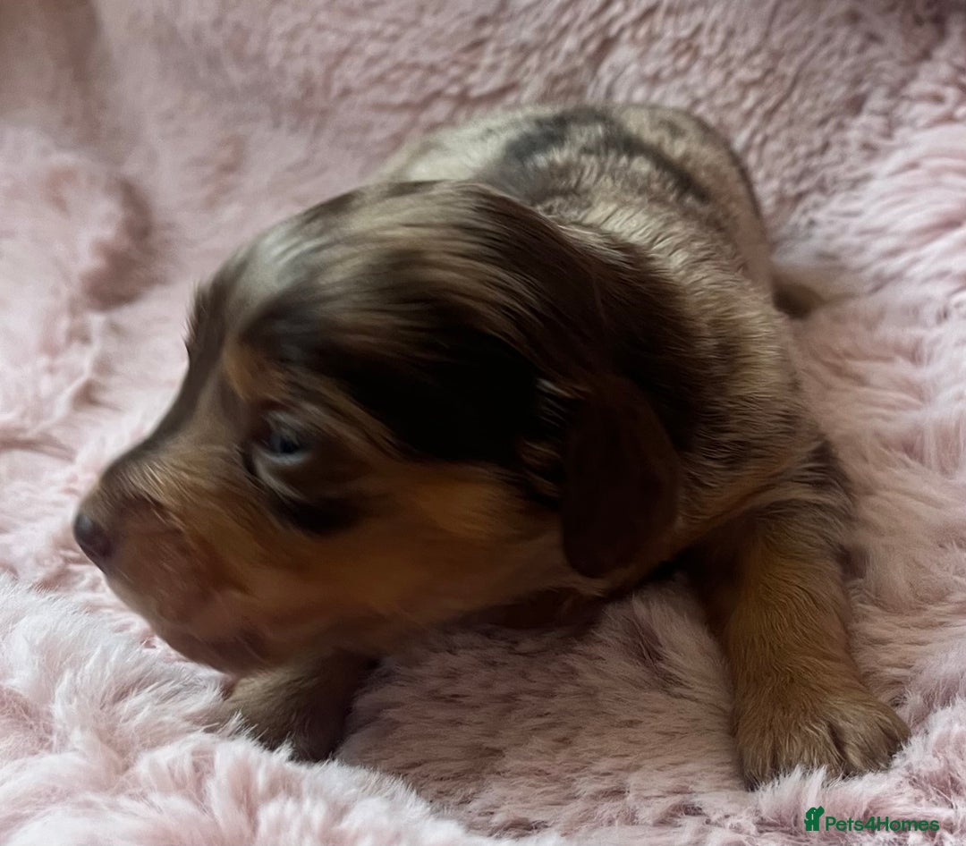 Miniature Dachshund dogs for sale: Long hair tiny kc reg dachshund babies  - Advert 5