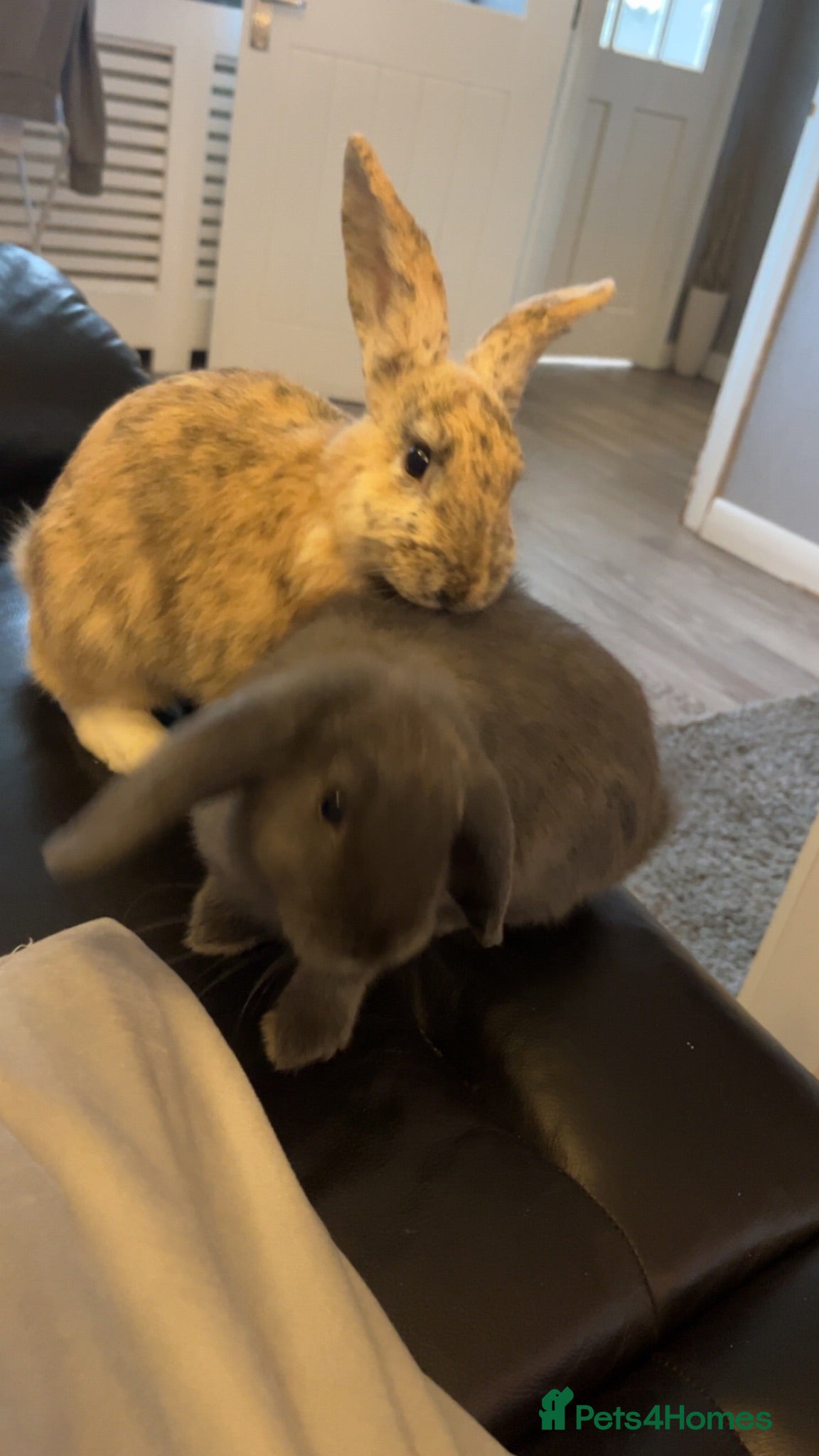 Mixed Breed rabbits bonded female rabbits  - Advert 2