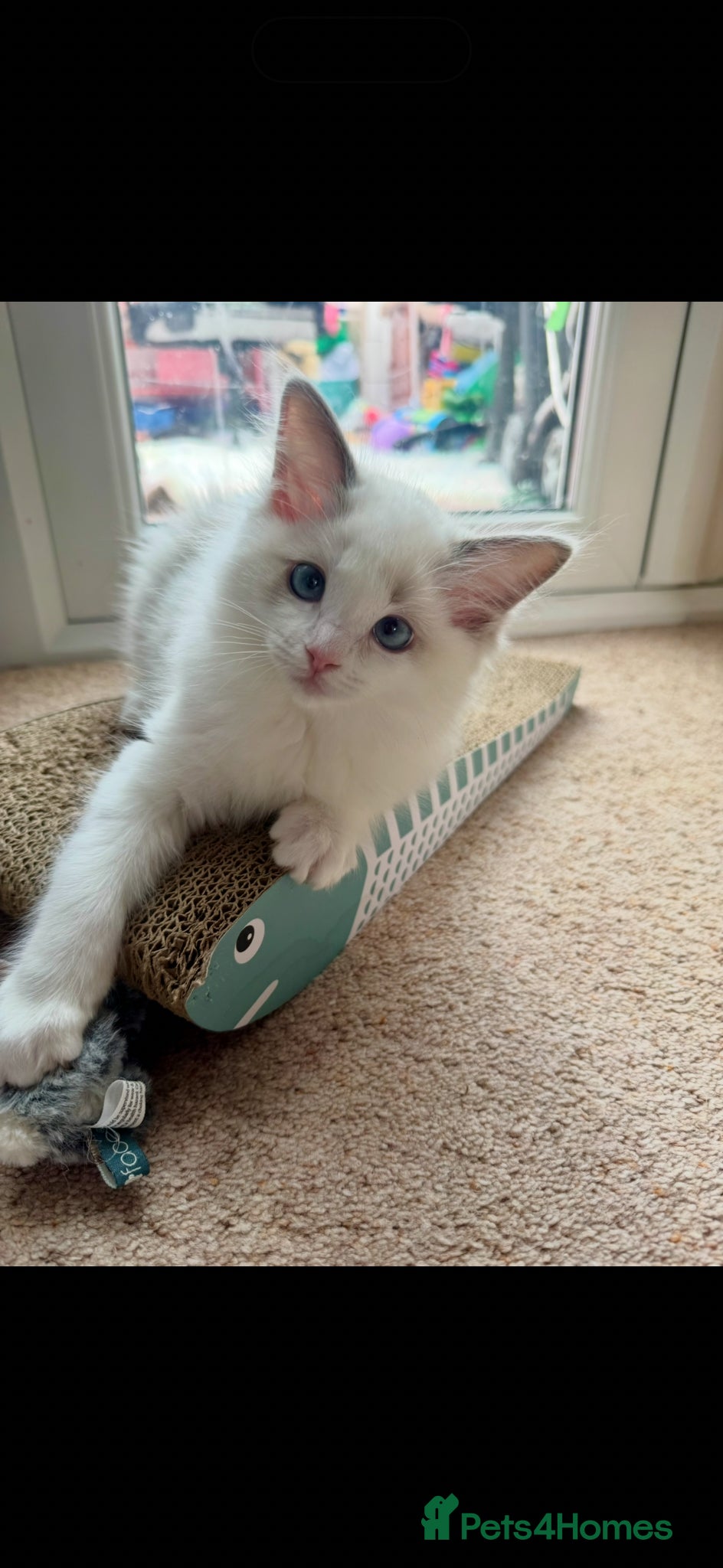 Ragdoll cats Ready now TICA Ragdoll Blue Bicolour girl - Advert 15