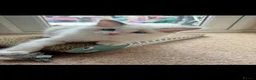 Ragdoll cats for sale: Ready now TICA Ragdoll Blue Bicolour girl - Advert 4