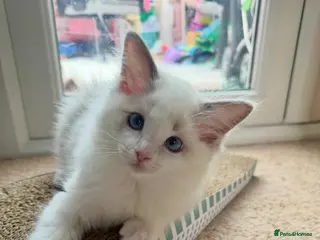 Ragdoll cats Ready now TICA Ragdoll Blue Bicolour girl - Advert 15