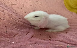 Mini Lop rabbits for sale: 5 beautiful mini lop bunnies for sale - Image 6
