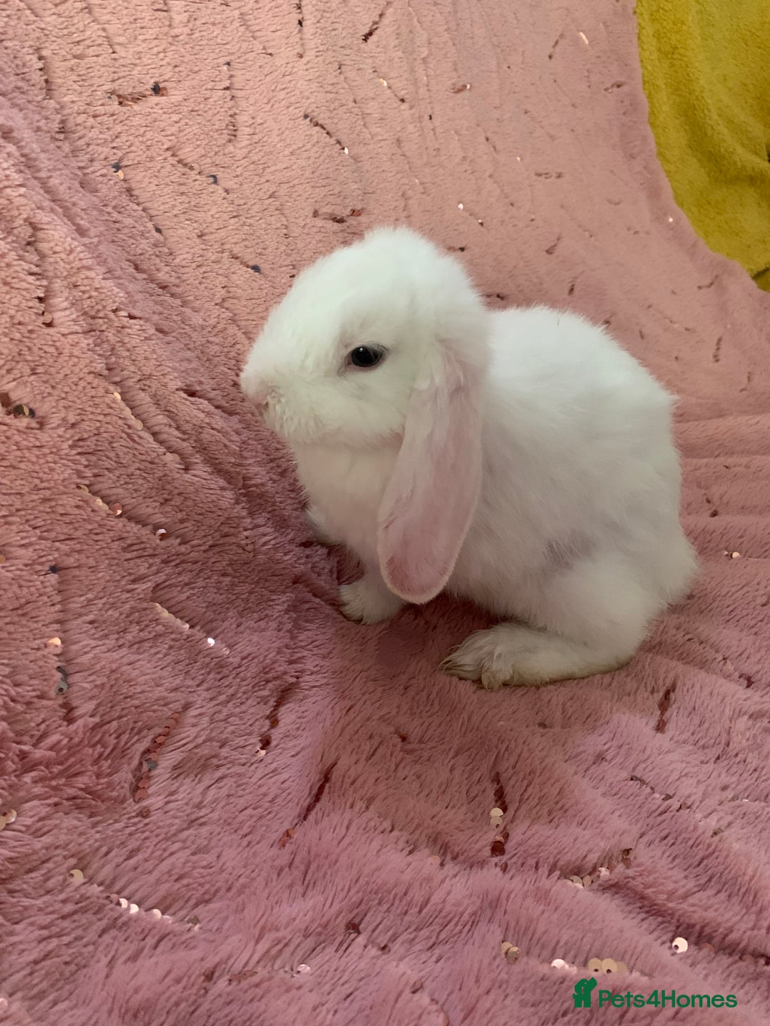 Mini Lop rabbits for sale: 5 beautiful mini lop bunnies for sale - Image 6
